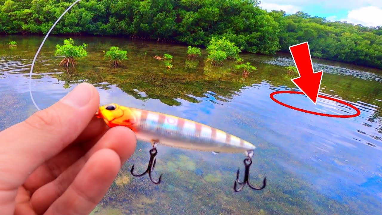 Il est vraiment gros... juste l&agrave; dans peu d'eau !! (P&ecirc;che exotique en Guadeloupe partie 1)