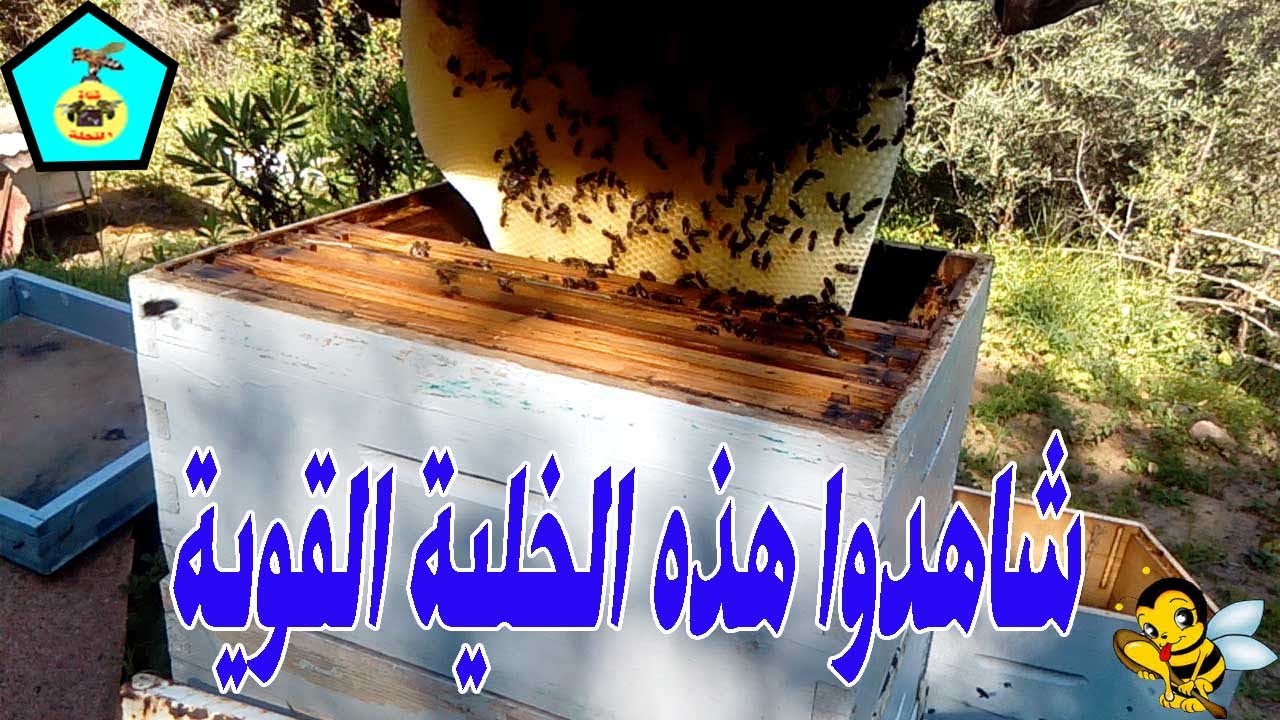 شاهذوا هذه الخلية القوية خلال أسبوع قامت ببناء الشمع بقوة