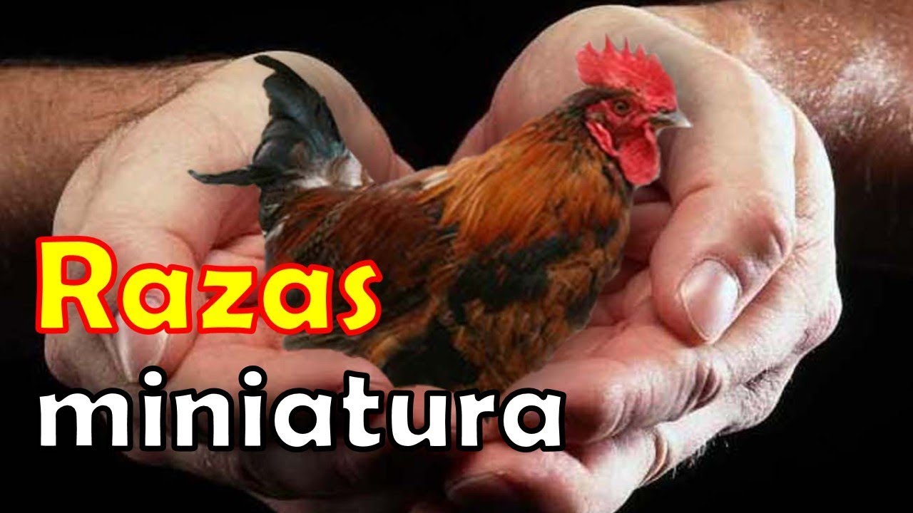 RAZAS de GALLOS y GALLINAS mas PEQUEÑITAS del mundo top bantam, enanas, kikiriki