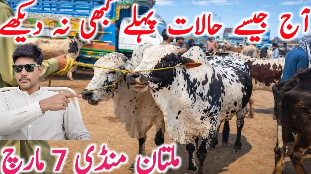Multan Cow Mandi Today  | Sahiwal, Cholistani, Brahman Bachre & Buffalo Rates | Qurbani 2026 Animals