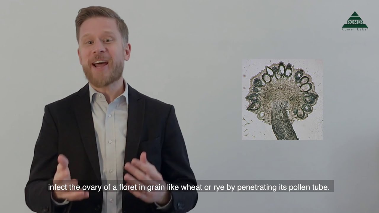 Mycotoxin Minute 78 - Ergot Alkaloids II: The Honeydew Stage