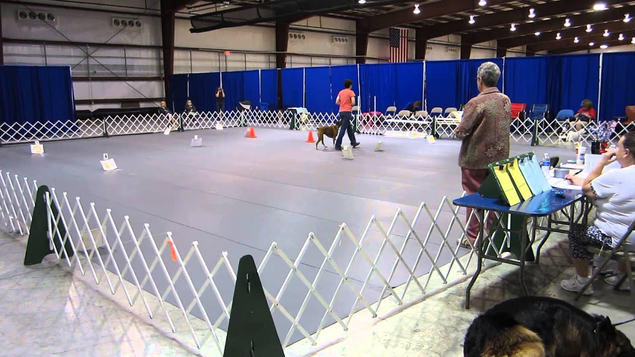 Boxer at AKC Rally receives 96 in novice A