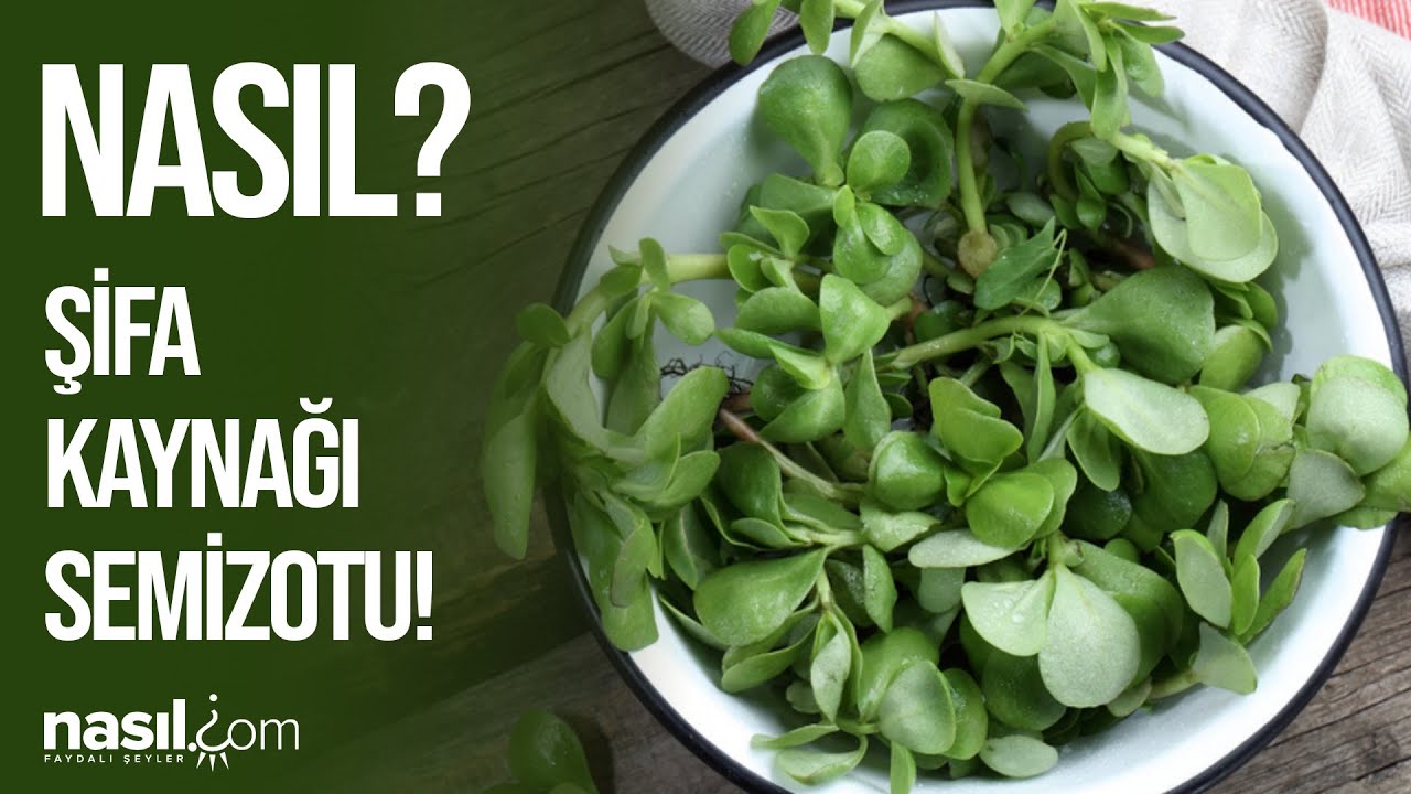 SEMİZOTUNUN Hİ&Ccedil; BİLMEDİĞİNİZ 12 HARİKA FAYDASI! #semizotu #sağlık #fayda #şifa #sebze #beslenme