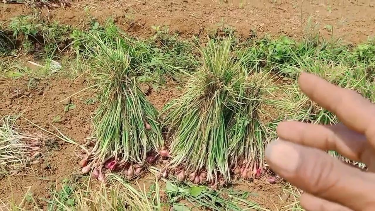 BEDA UMUR PANEN UNTUK BIBIT DAN DI JUAL, panen bawang Merah