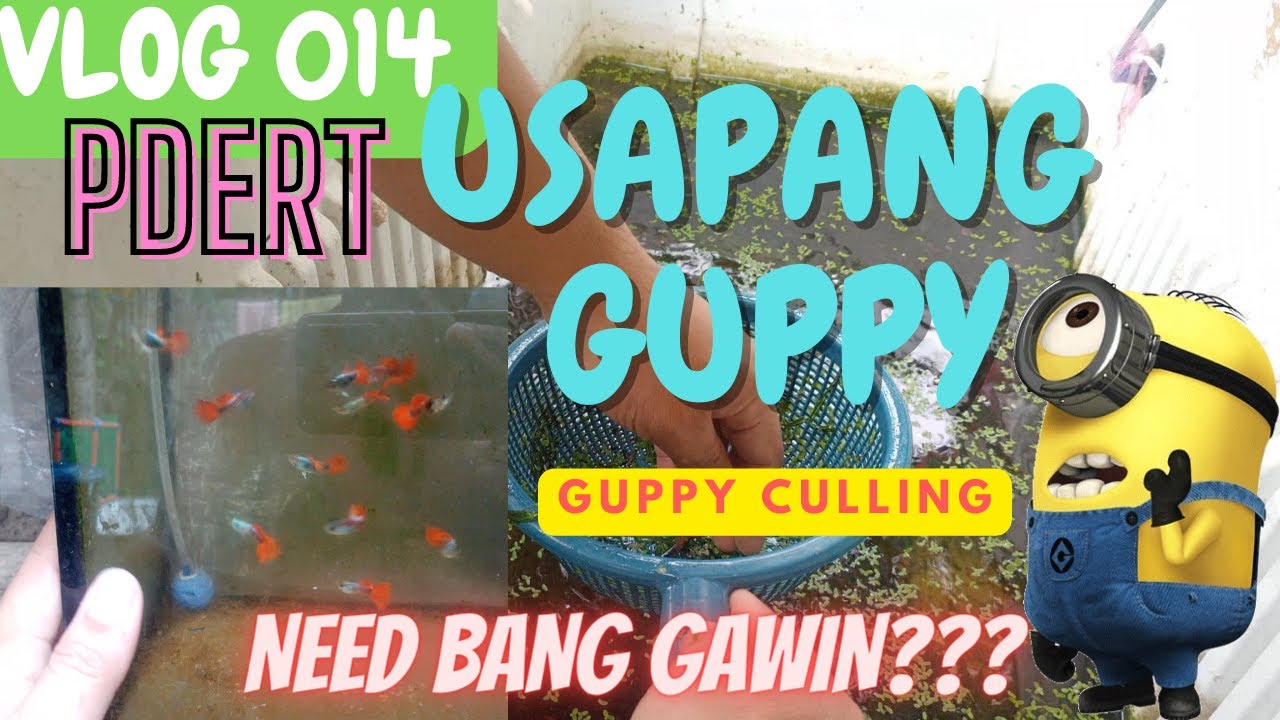 GUPPY CULLING : NEED BA GAWIN??? PDERT : BEST GUPPY NA GOODS ALAGAAN! DAPAT ALAM MO ITO!!