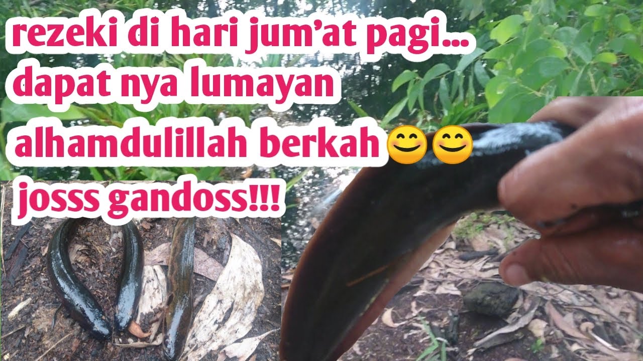 lihat bubu di hari jum'at alhmdulilah hasil memuaskan