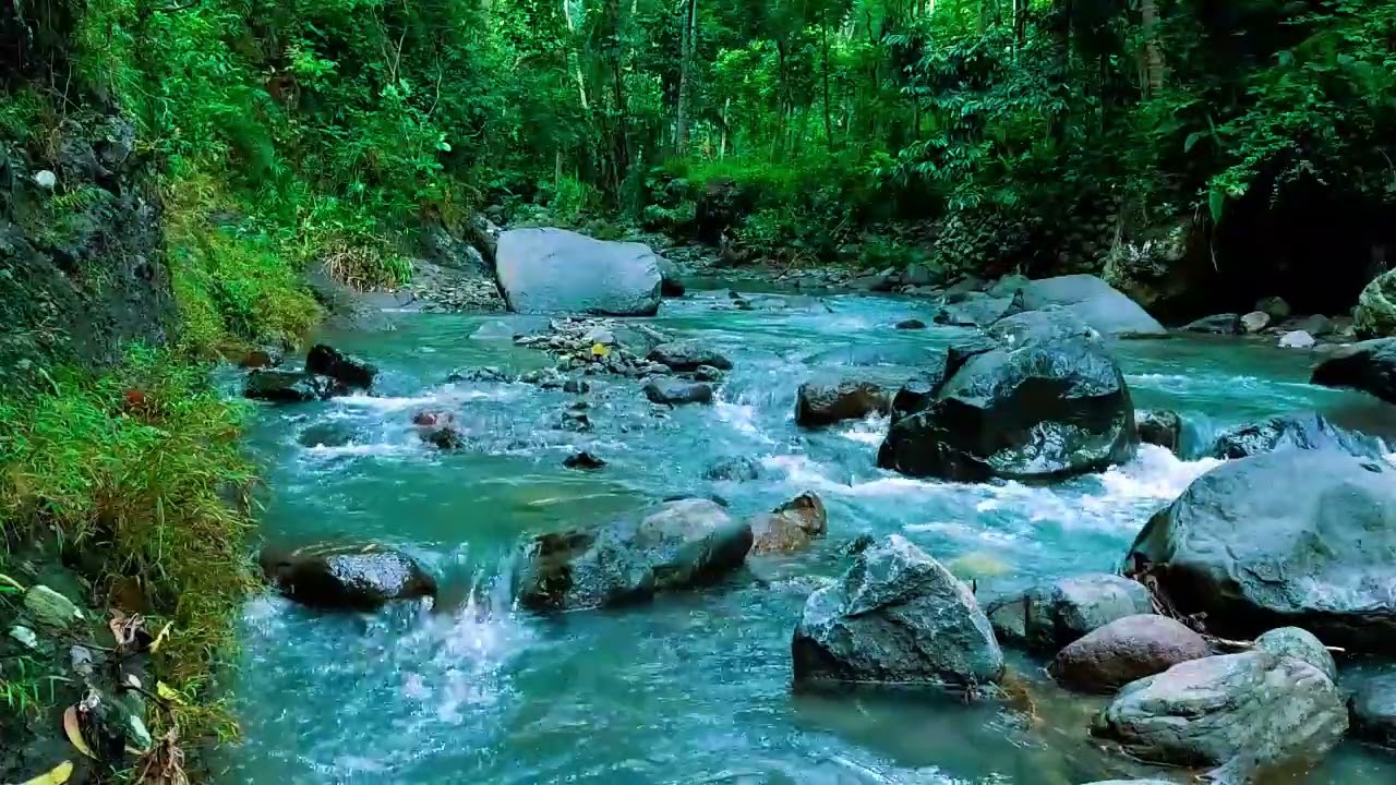 Forest Ambience, Peaceful Forest Stream, Nature Sounds for Calm and Inner Balance