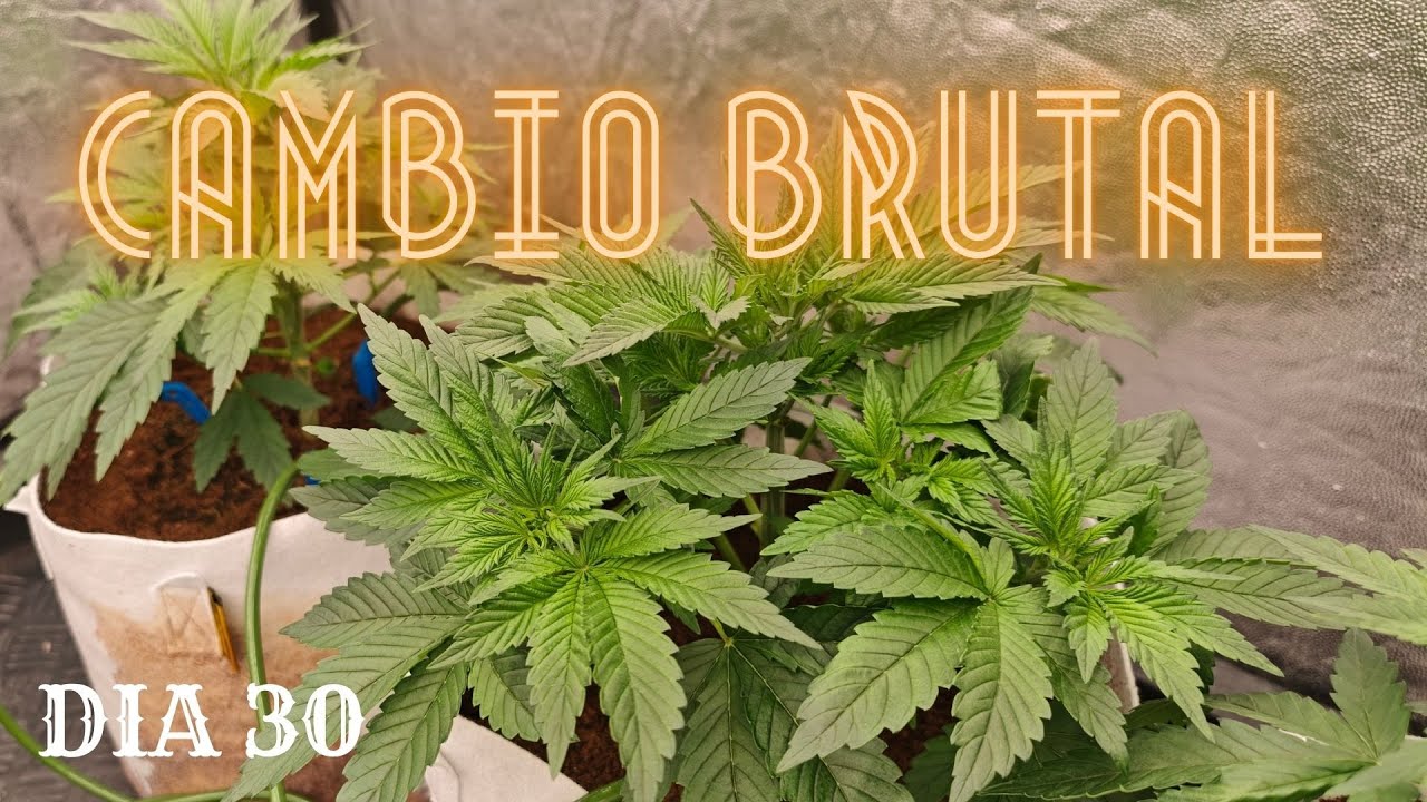 🌱 CAP&Iacute;TULO 6 | CAMBIO ENORME 🌲 LAS DEFOLIACIONES HACEN SU EFECTO 🍂  D&Iacute;A 30 CULTIVO DE TRIPLOIDES🌱