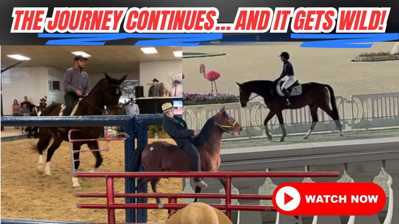 The Journey continues! and these Horse Auctions get Wild!