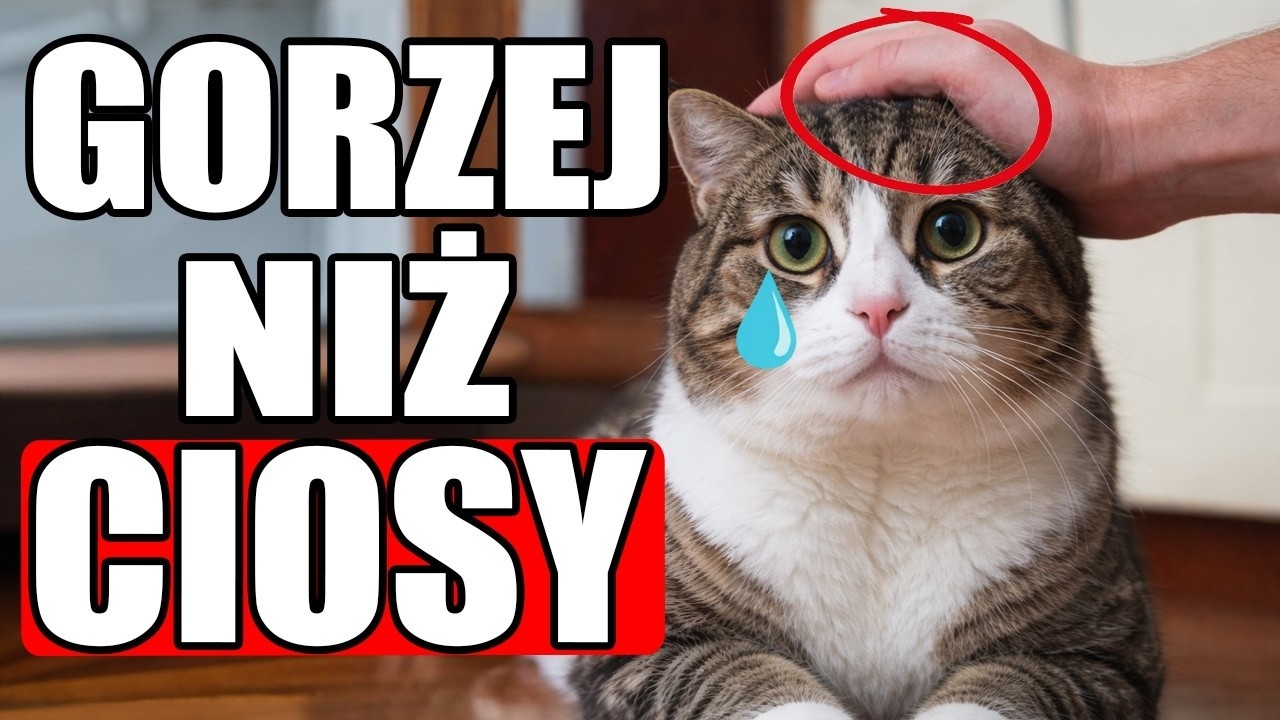 17 Rzeczy, które MUSISZ PRZESTAĆ ROBIĆ ze swoim kotem!