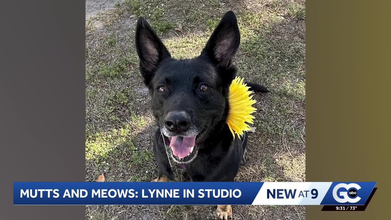 Mutts and Meows: Meet Lynne