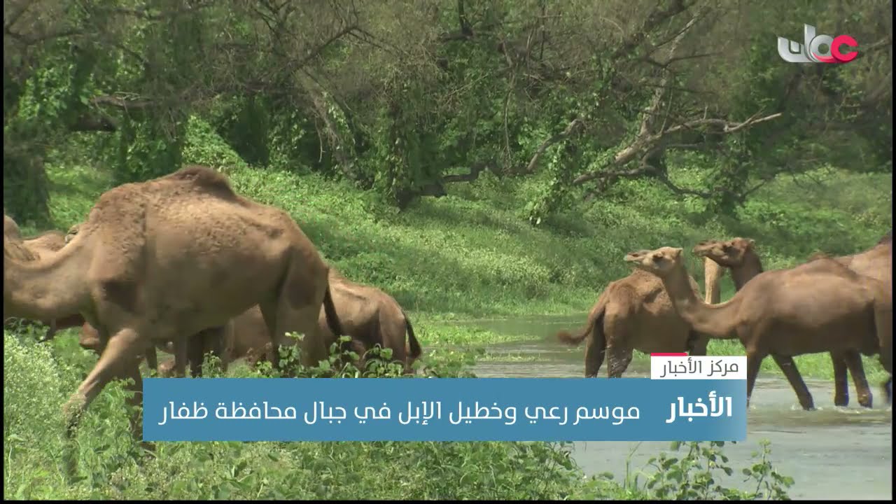 موسم رعي وخطيل الإبل في جبال محافظة ظفار