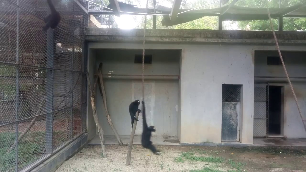 Hooklook Gibbon of Guangzhou Zoo (广州动物园)