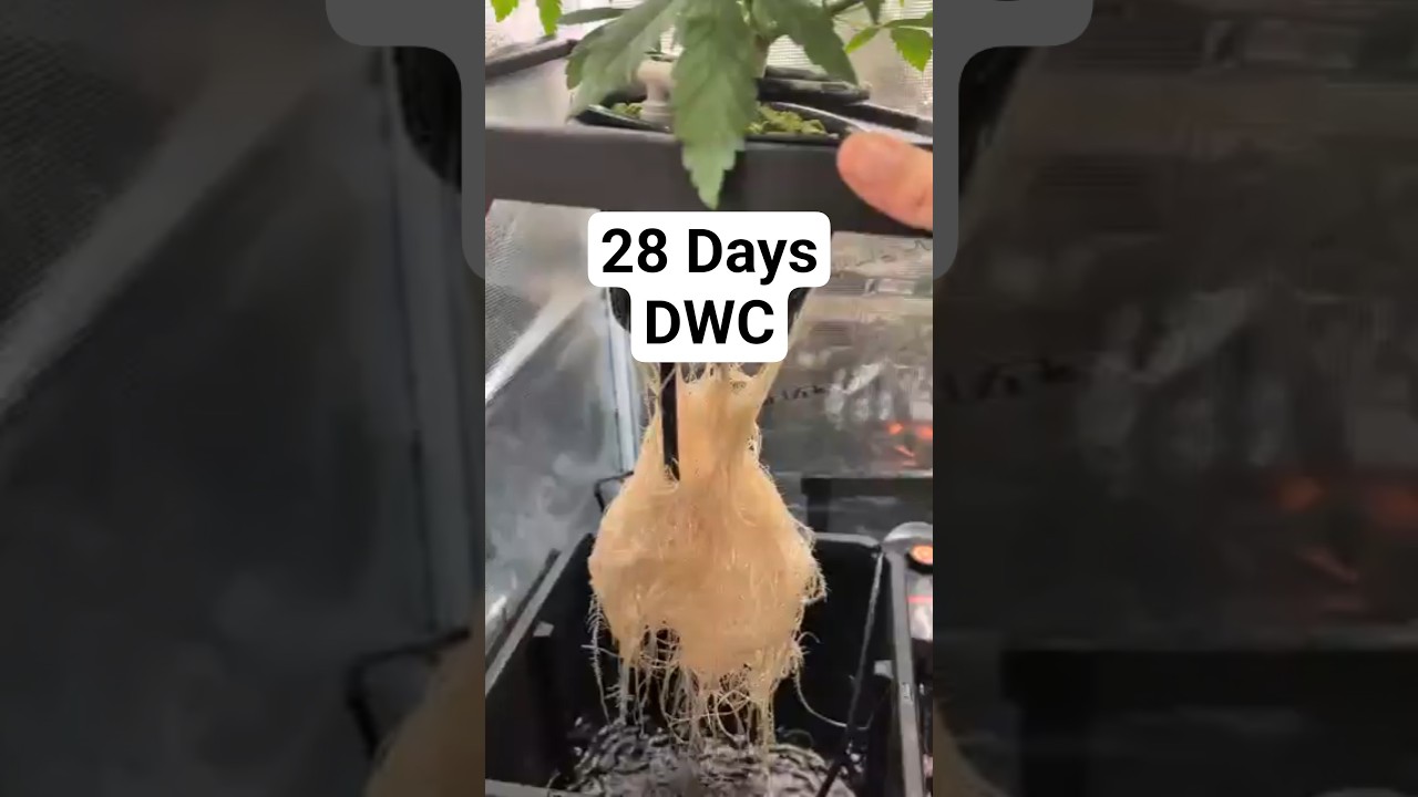 Wie sieht Hydro-Wachstum nach 4 Wochen aus? 🔥