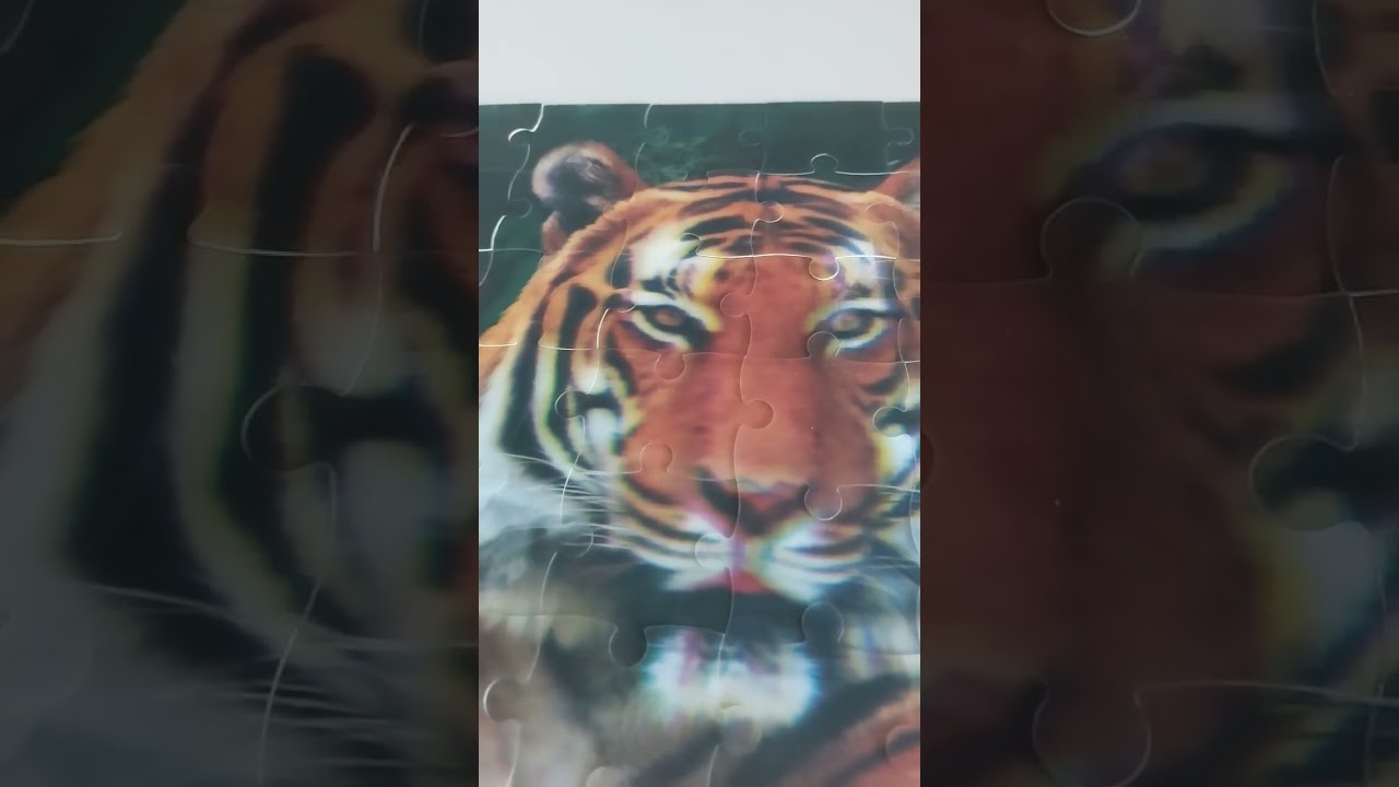парламент 🐅  тигр