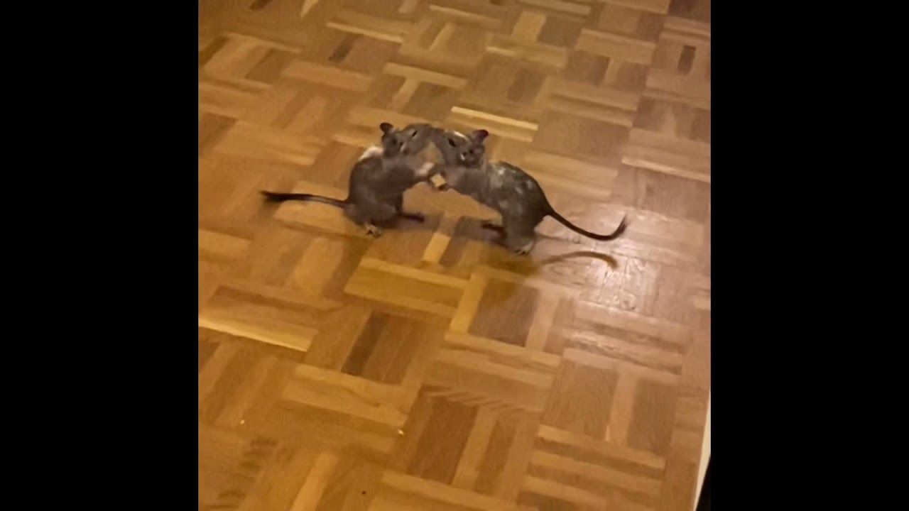 The best video on the internet