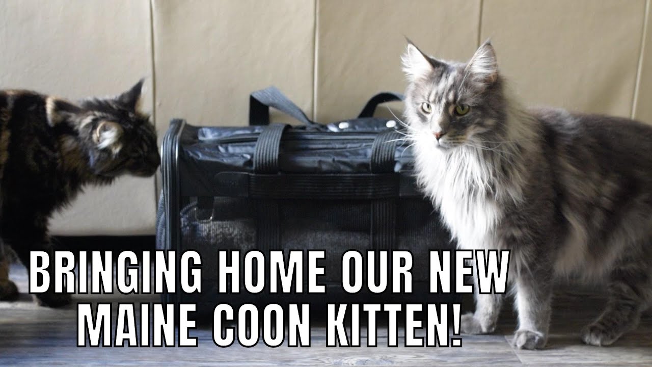 Bringing Home Our New Maine Coon Kitten Lobo!