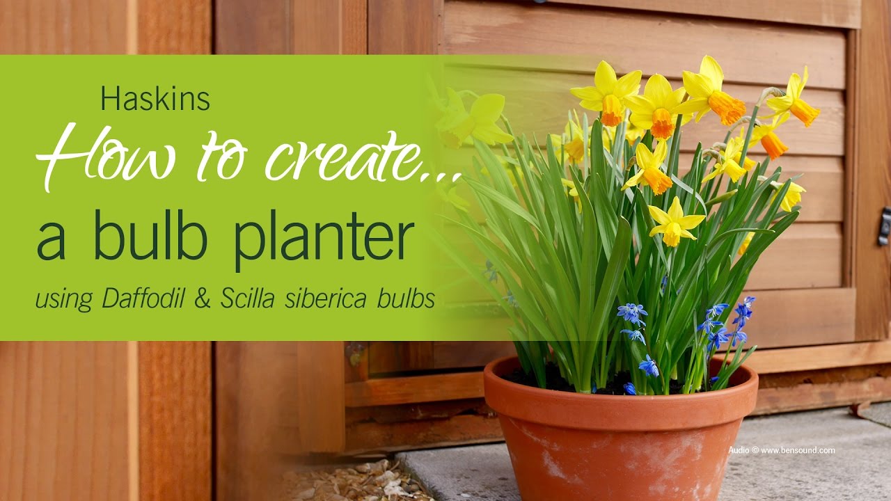 How to create a Daffodil & Scilla Siberica Bulb Planter - Haskins how to #6