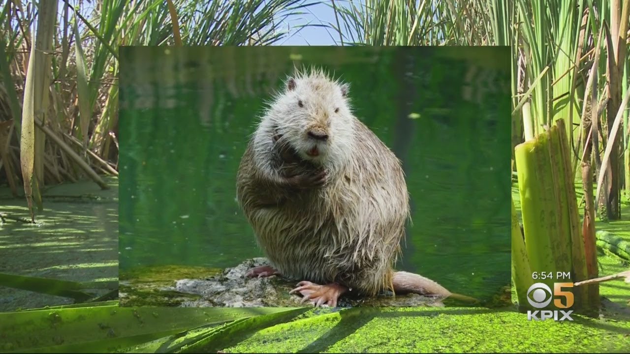 Inside California's Multimillion-Dollar Effort To Eradicate Nutria