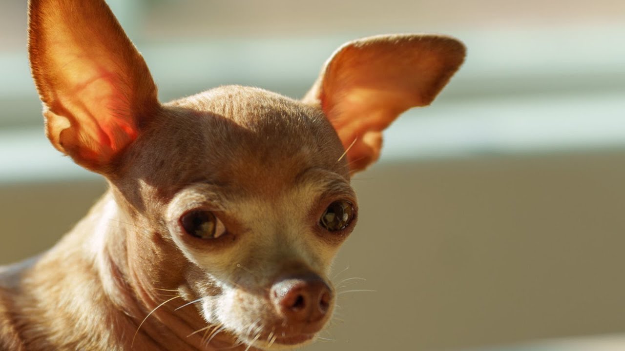 Chihuahuas Can Overheat... Scary Experience.