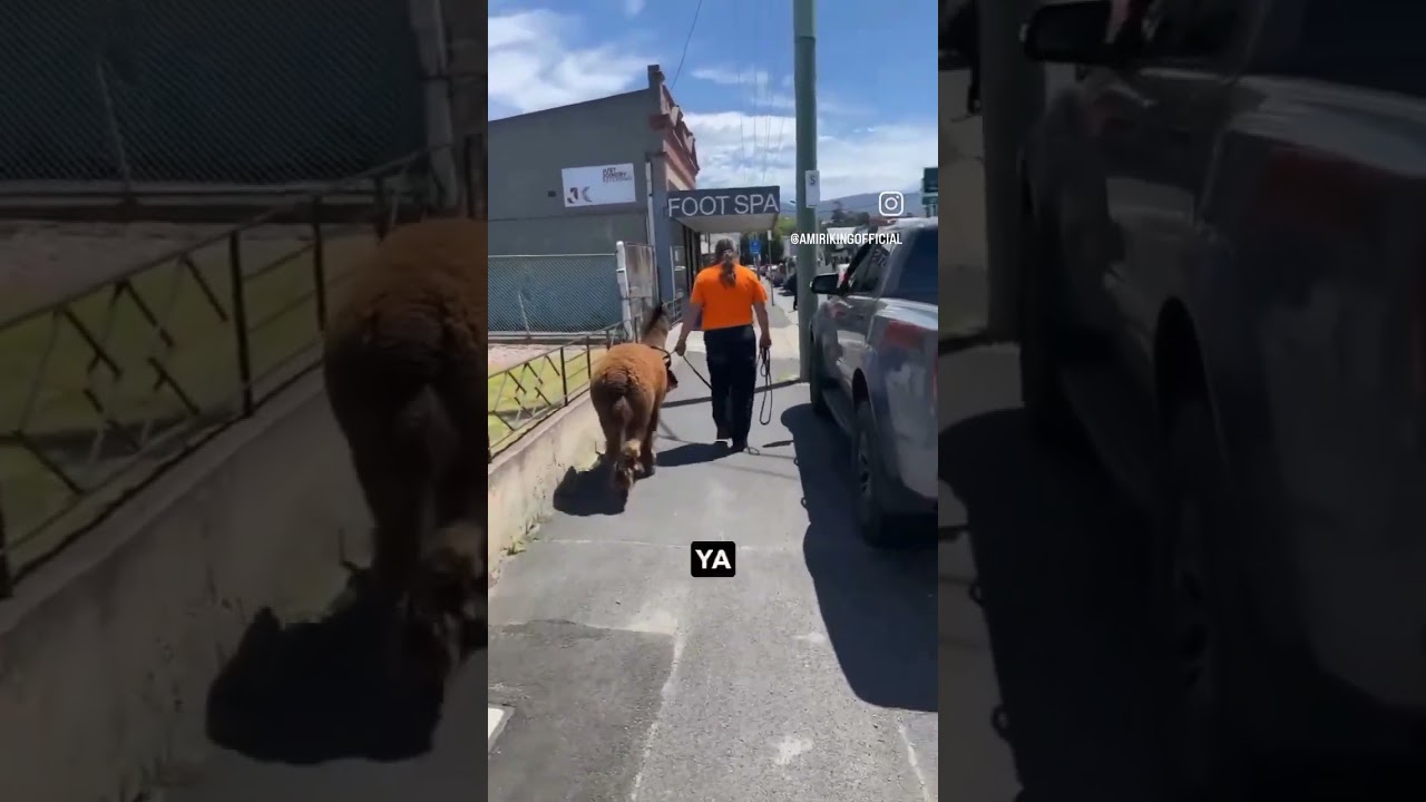 Llama Drama - Australian man walks down the street with an Alpaca 🦙