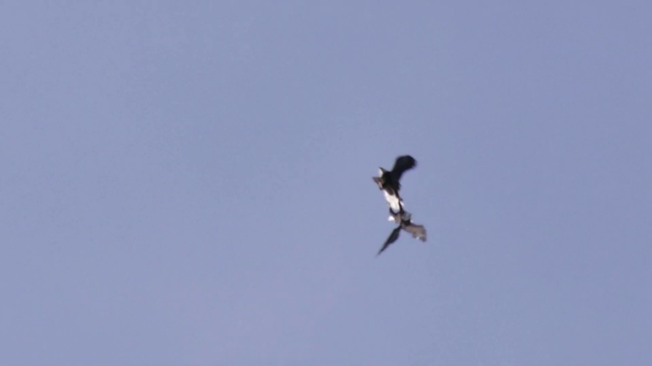 Bald eagle courtship ritual
