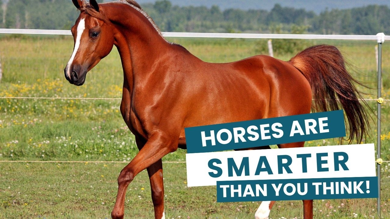 The Incredible Intelligence of Horses