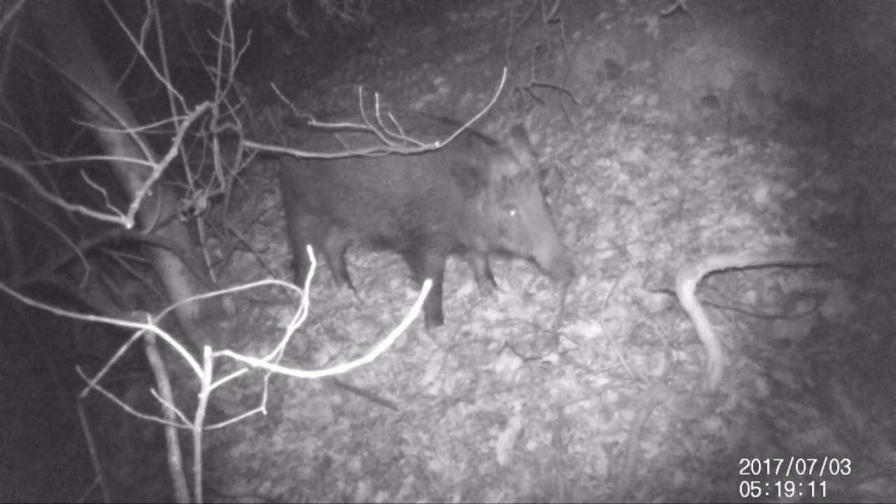 cinghiali a zonzo nel bosco in cerca di cibo