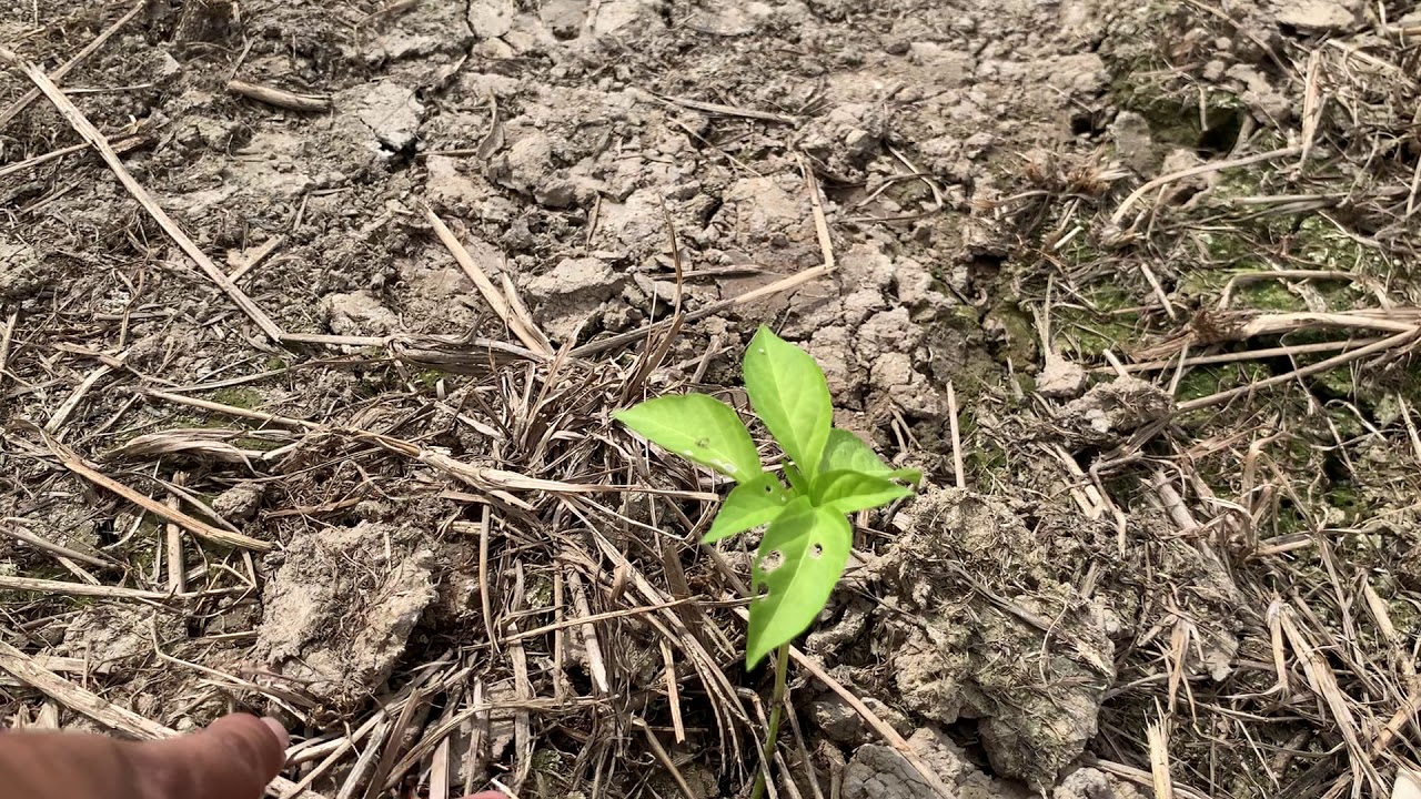 African yellow pepper fertilization techniques for newly planted plants