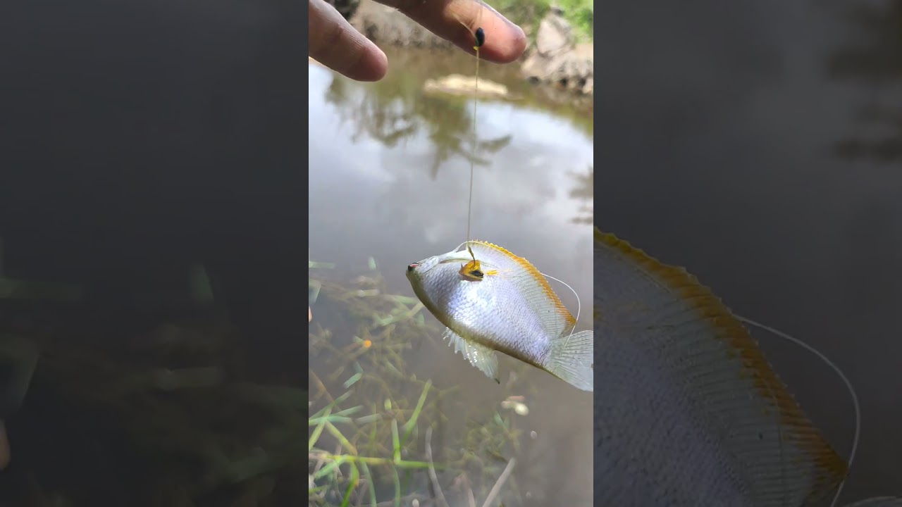 Ikan Sepat Ini Kena Santet Mata Kail #fishing