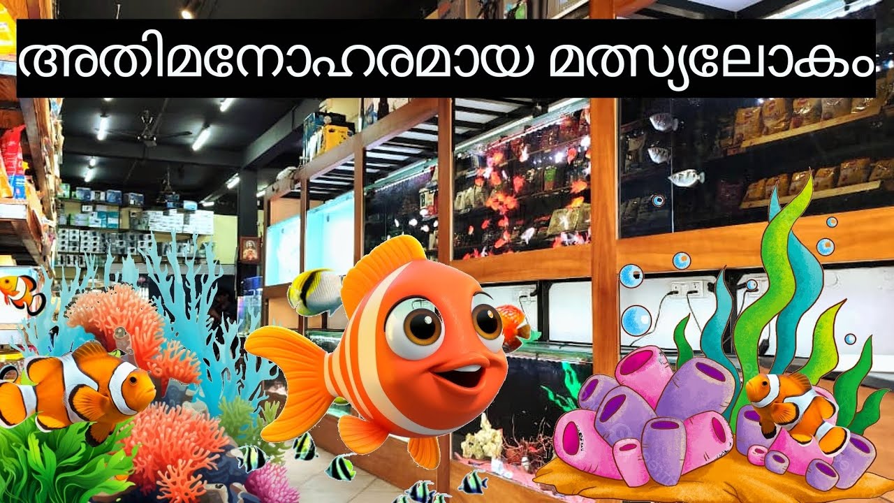Aquarium fish Malayalam shop ഒരുപാട് മീനുകൾ ഇവിടെ ഉണ്ട്