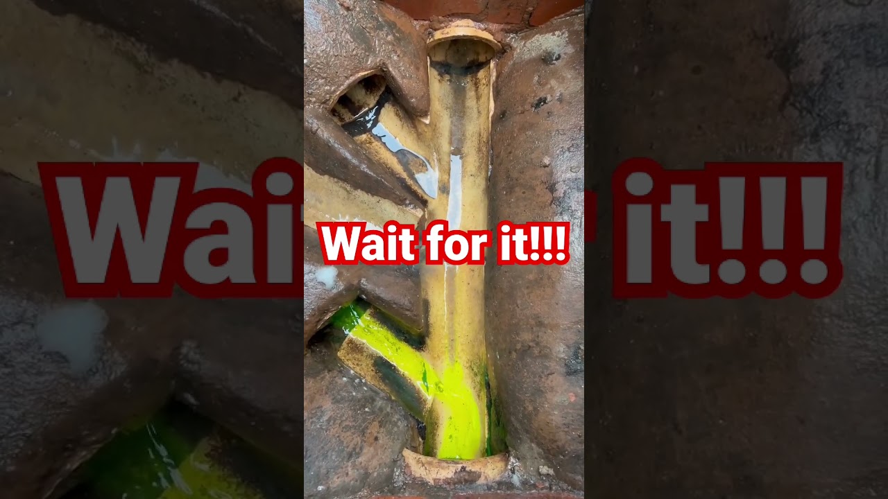 SEWER RATS IN YOUR HOME! #pestcontrol #pestcontrolservices #rodentcontrol