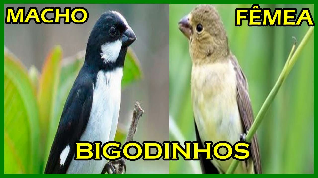 CANTO DO BIGODINHO MACHO E PIADO DA FÊMEA BIGODINHO ESQUENTANDO E FOGUEANDO SEUS PÁSSAROS