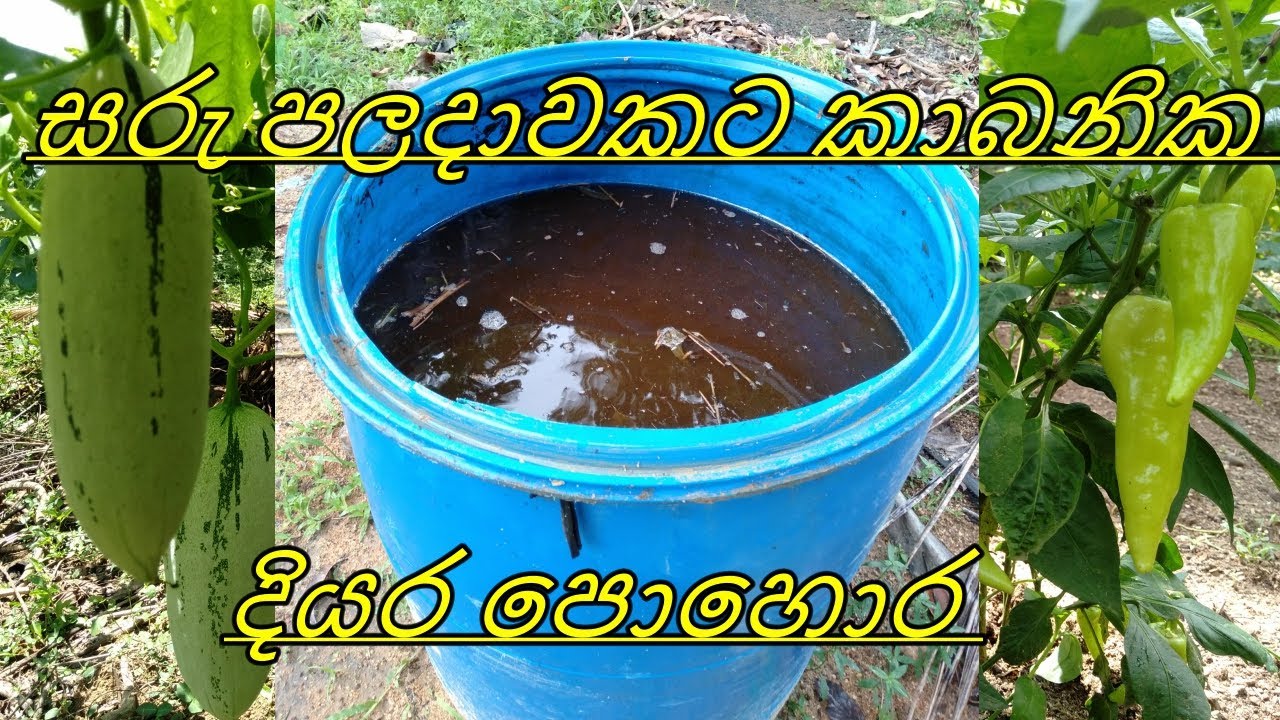 කාබනික දියර පොහොර Agriculture Organic liquid fertilizer kabanika diyara pohora Home gardening වගාව