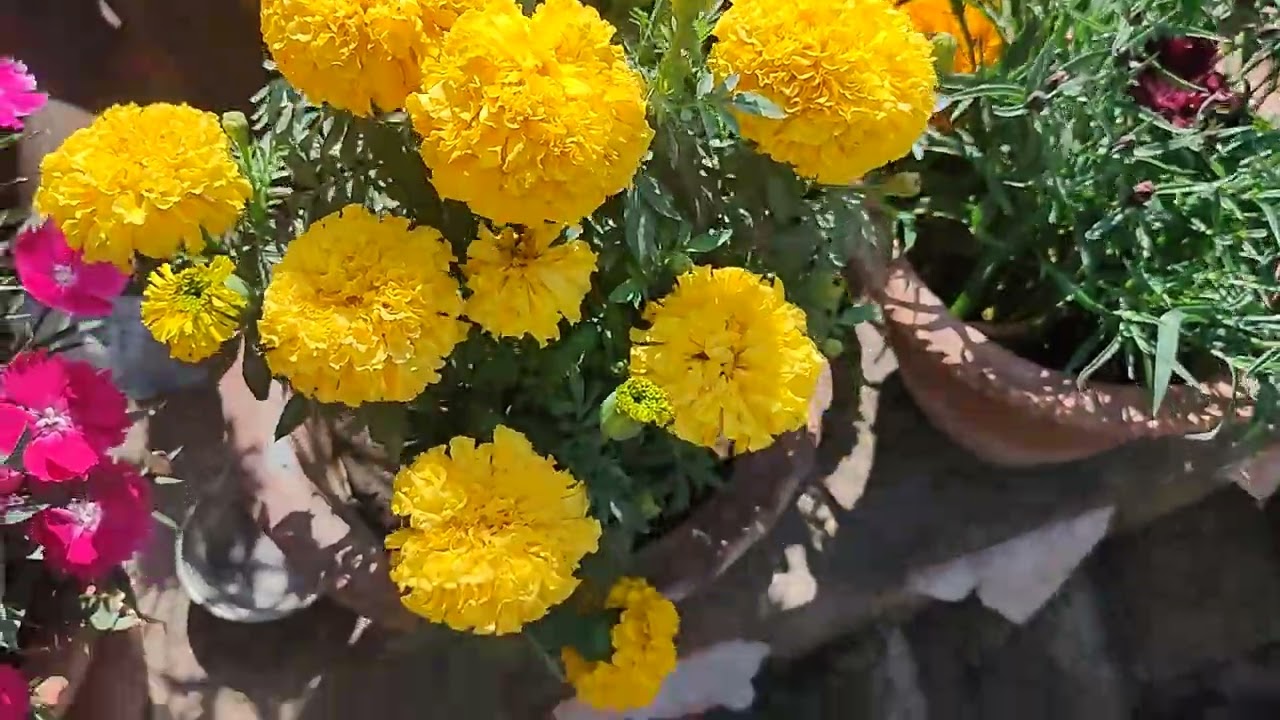 फुलों का बाहार , फुल ही फुल 