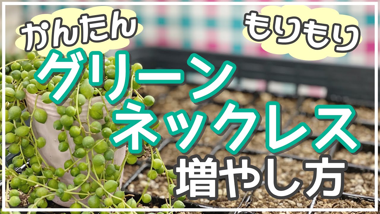 グリーンネックレスの育て方と増やし方を詳しく解説