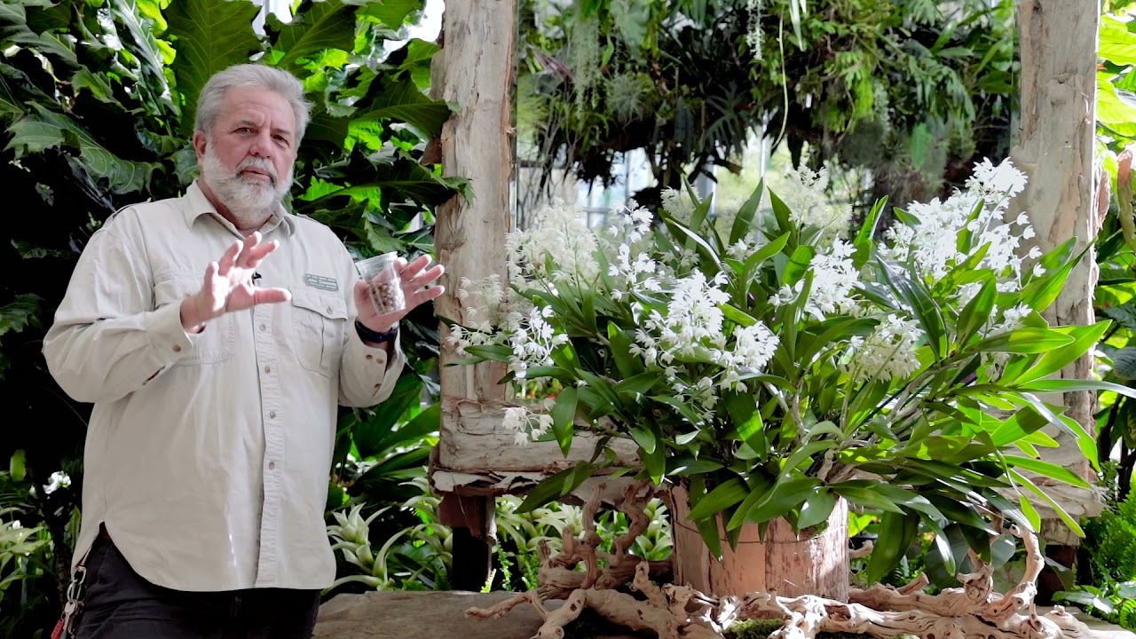 John, Dendrobium kingianum orchid