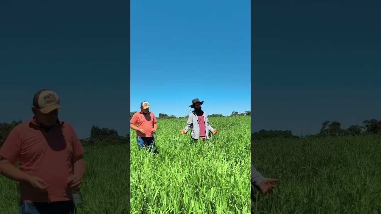 Realizamos uma tarde de campo sobre a Braquiária Dunamis 