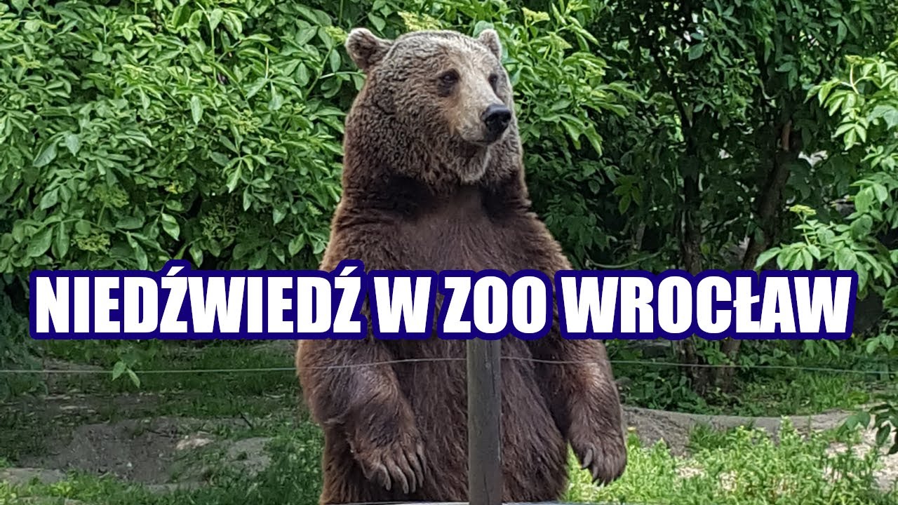 Niedźwiedź w ZOO Wrocław
