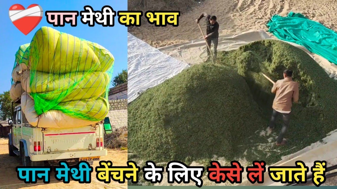 पान मेथी बेंचने के लिए केसे लें जाते हैं || पान मैथी की मशीन || नागौर पान मेथी का भाव | कस्तूरी मेथी