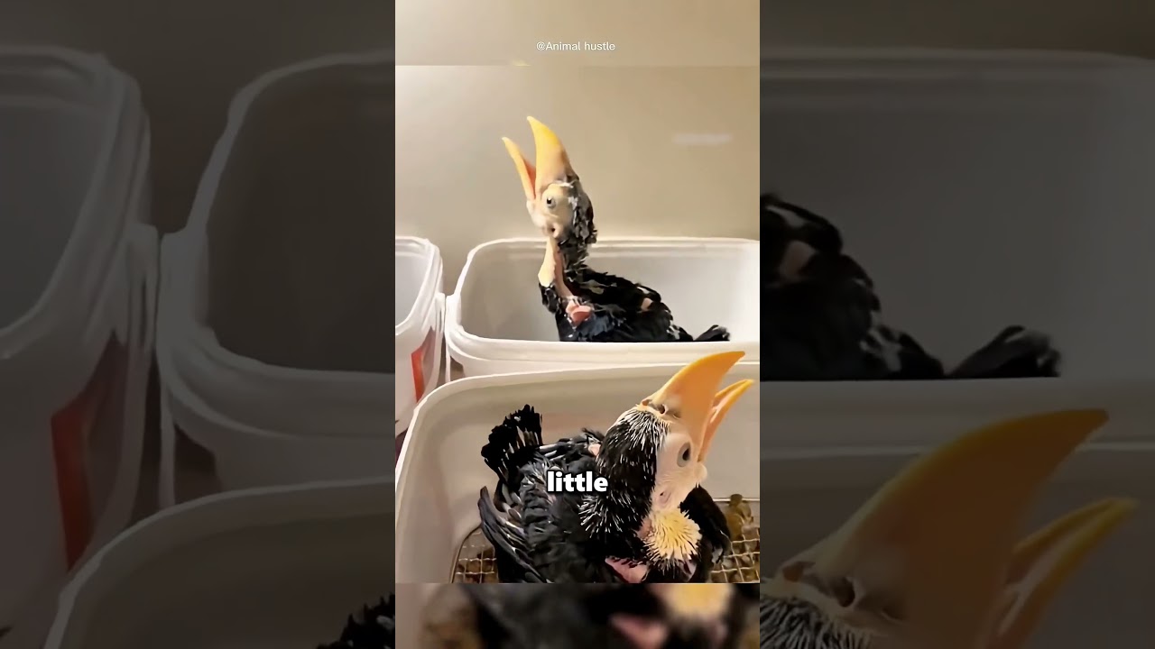 This Boy Found Baby Birds In A Tree 🥺❤️