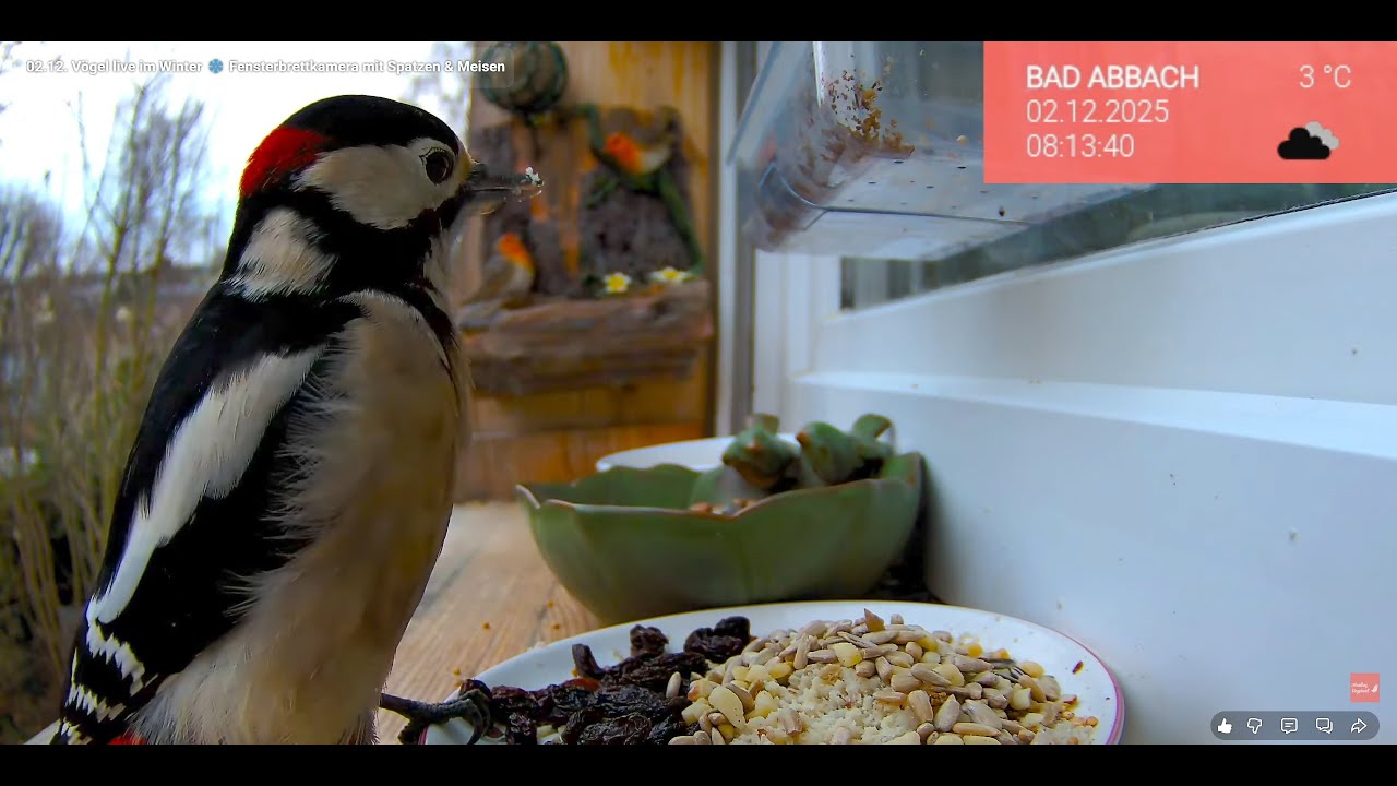 22.02. Vögel am Futterplatz 🐦 Fensterbrett live