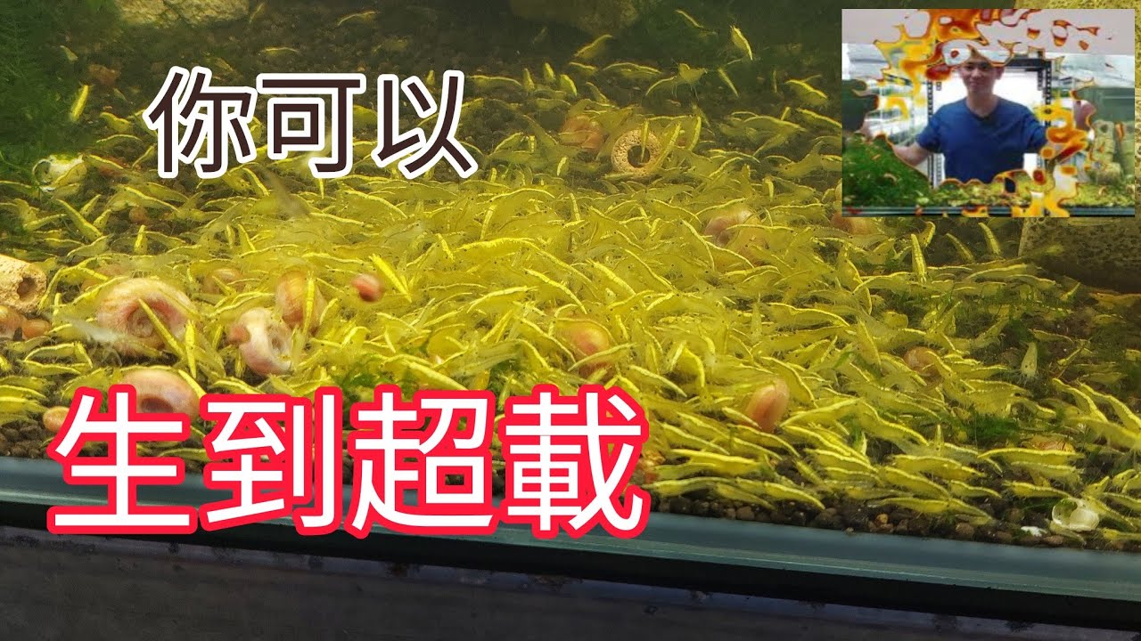 米蝦繁殖技術 魚缸繁殖米蝦 如何生很多 再生更多 今天就跟大家分享我的作法 一個 魚缸 上千隻米蝦 都不是問題   爆缸 爆缸 在爆缸