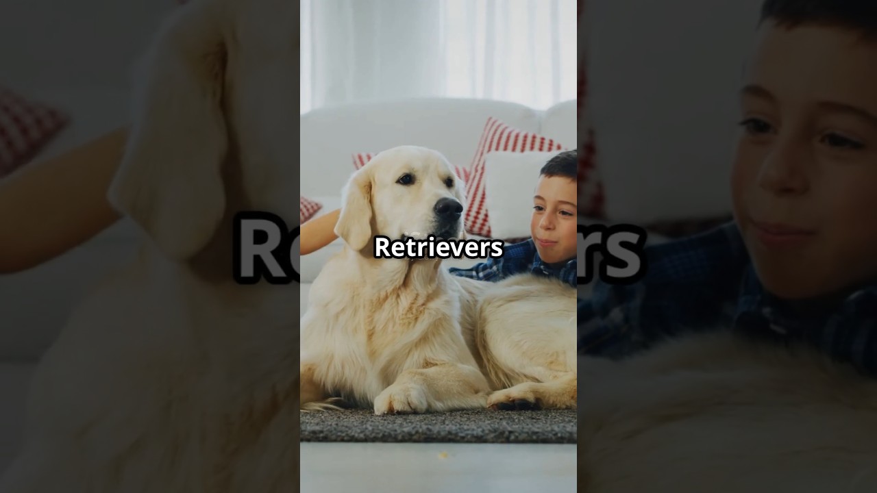 What's Golden, Adorable And Always Ready to Love you ?? .