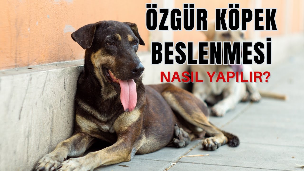 Özgür Köpek Beslenmesi