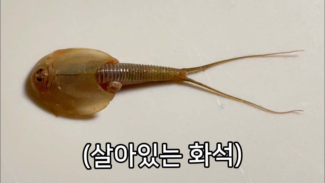 화석이 살아있네..? ㄷㄷ (우리나라에도 많은 생물)