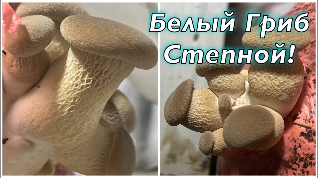 Грибная Ферма в эфире! 9й выпуск! Эринги-Степной Белый Гриб на вате!