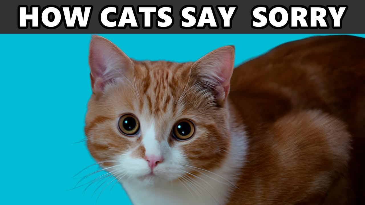 HOW CATS SAY SORRY! 🔥