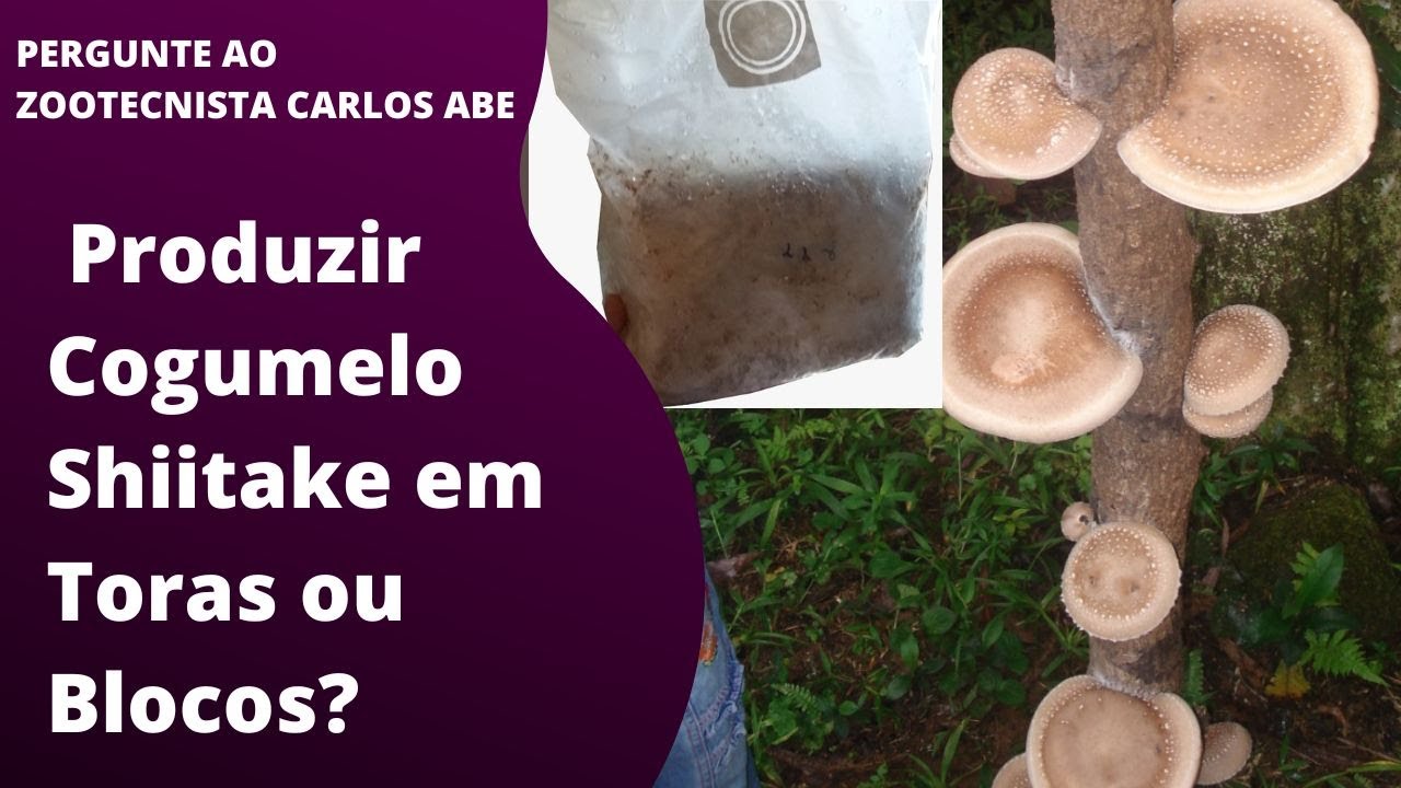 Pergunte ao Zootecnista Carlos Abe - produzir Cogumelo Shiitake em Toras ou Blocos?