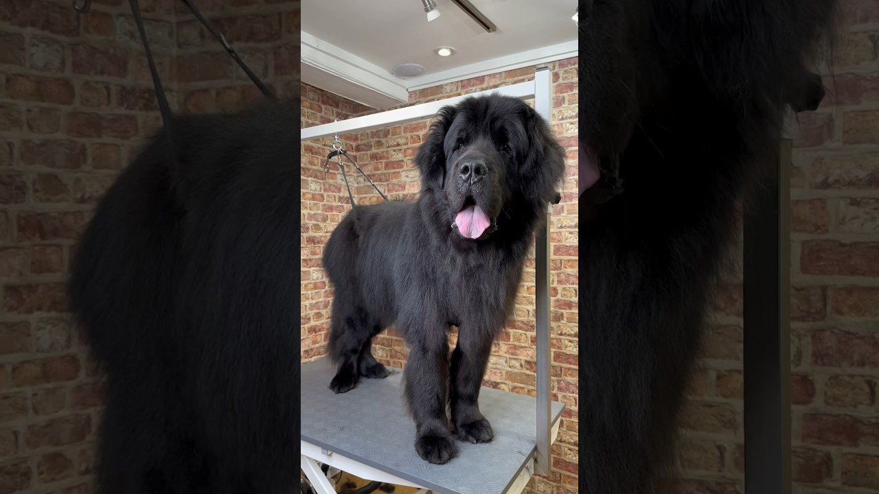 Doggy Daily Episode 235: Jack the Newfoundland 🐶 #newfoundland #doggrooming